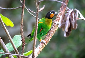 | The Southern Brazilian Amazon