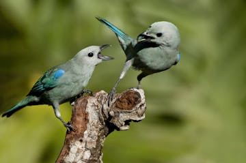 | Soberania National Park