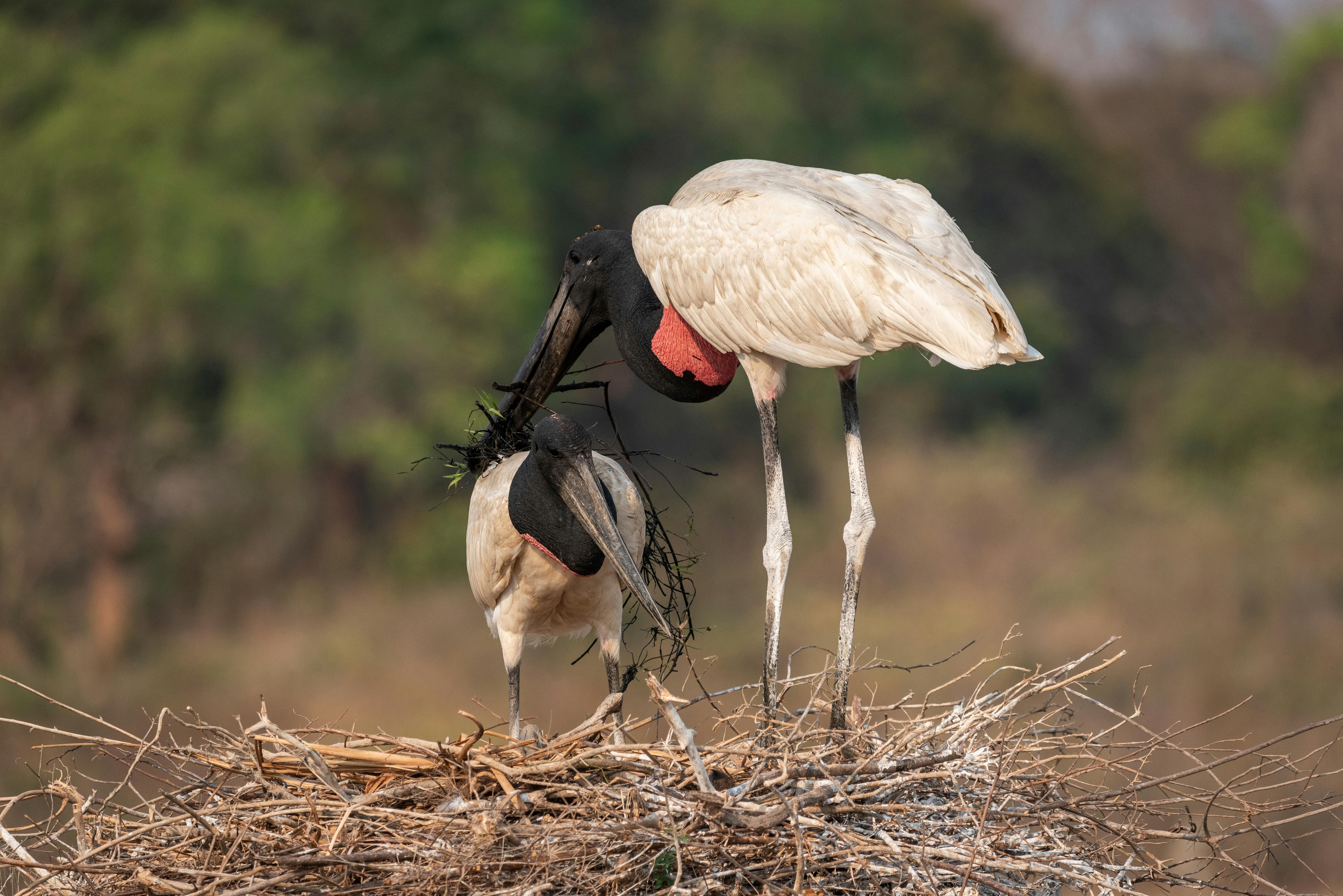 | Porto Jofre - Poconé