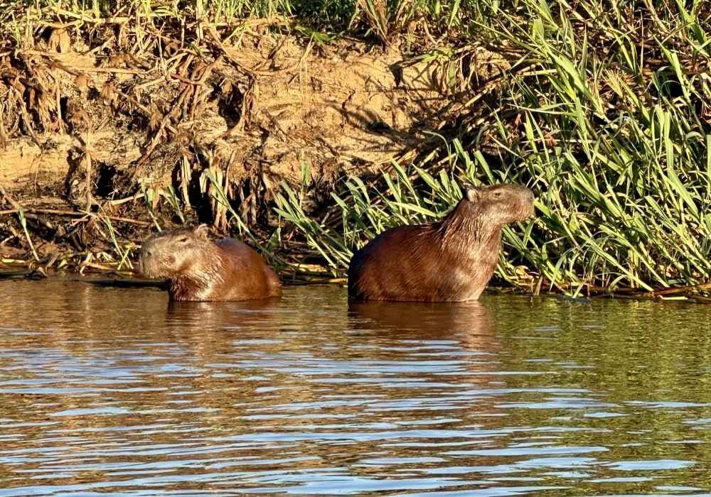 A Journey Through Brazil’s Wildlife Biomes: Amazon, Pantanal and Cerrado