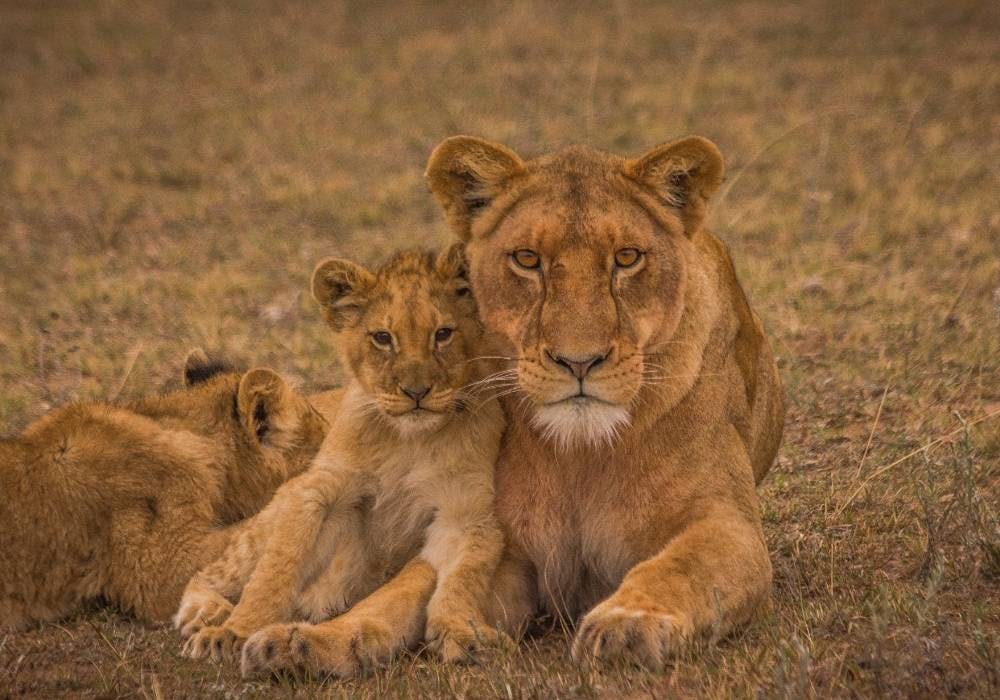 Eastern Cape Safari Guide: How it Compares to Kruger and Where to Stay