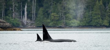 | Coastal Rainforest, Ancient Fish Traps, Windy Bay and Departure