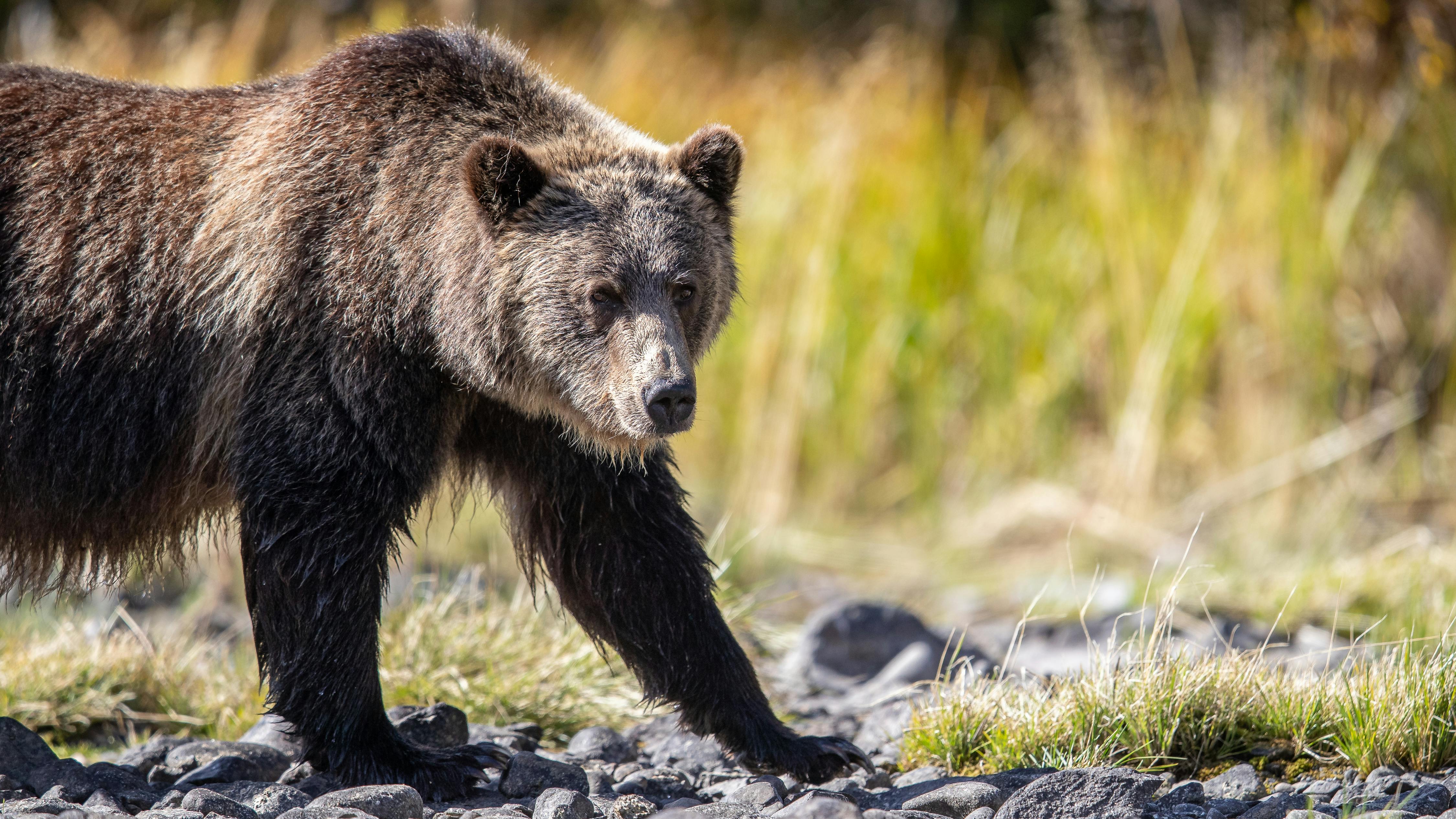 Toba Inlet Grizzly Bear Adventure image 1