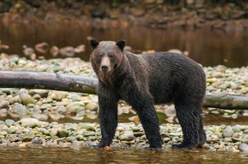 | Grizzly Bear Viewing, Klahoose Wilderness Resort