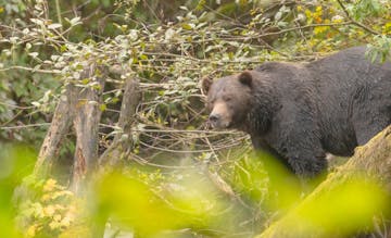 | Grizzly Bear Viewing, Klahoose Wilderness Resort