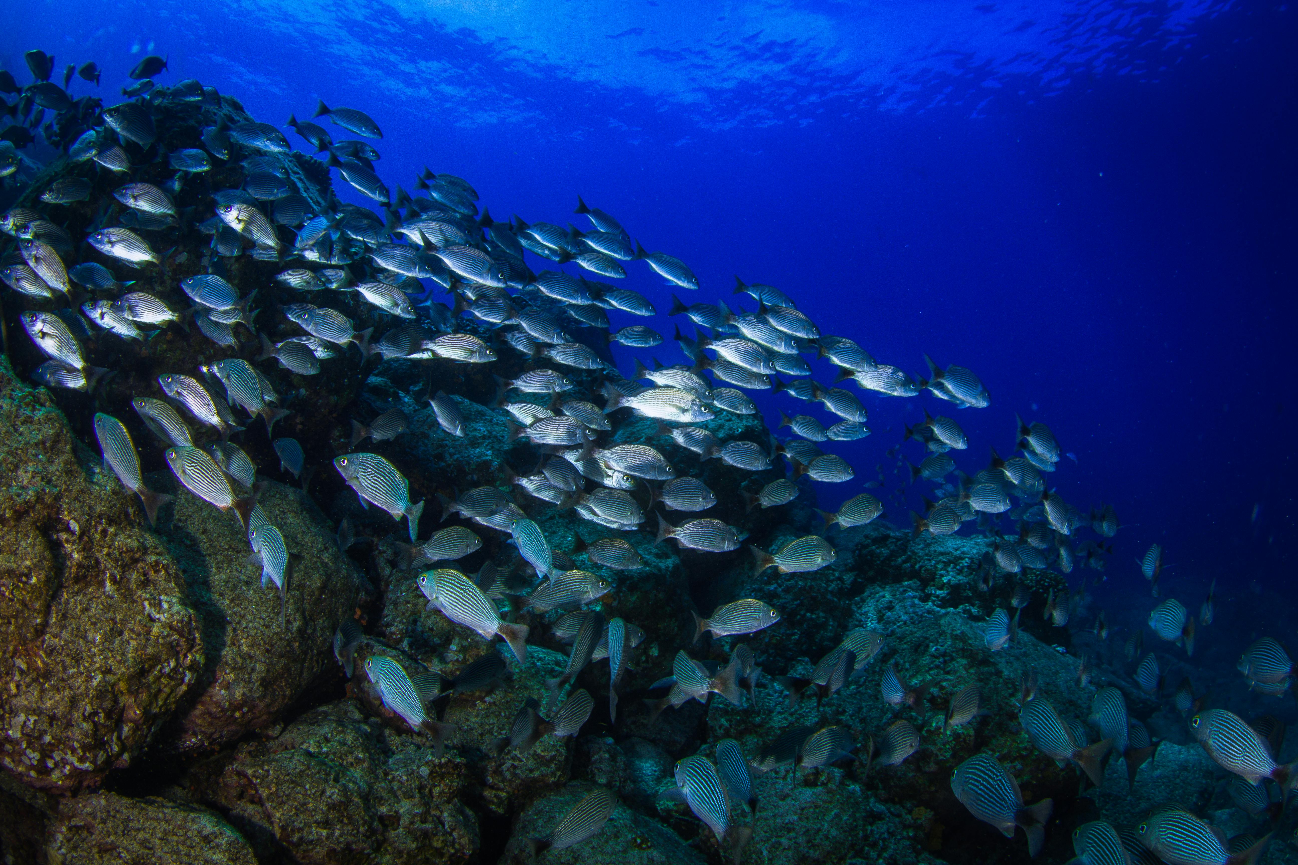 Reefs and Rainforests of Costa Rica and Panama image 1