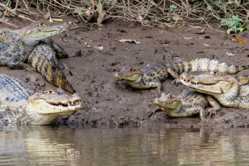 Caño Negro Wetlands