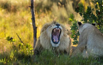 | Welgevonden, Waterberg Biosphere Reserve