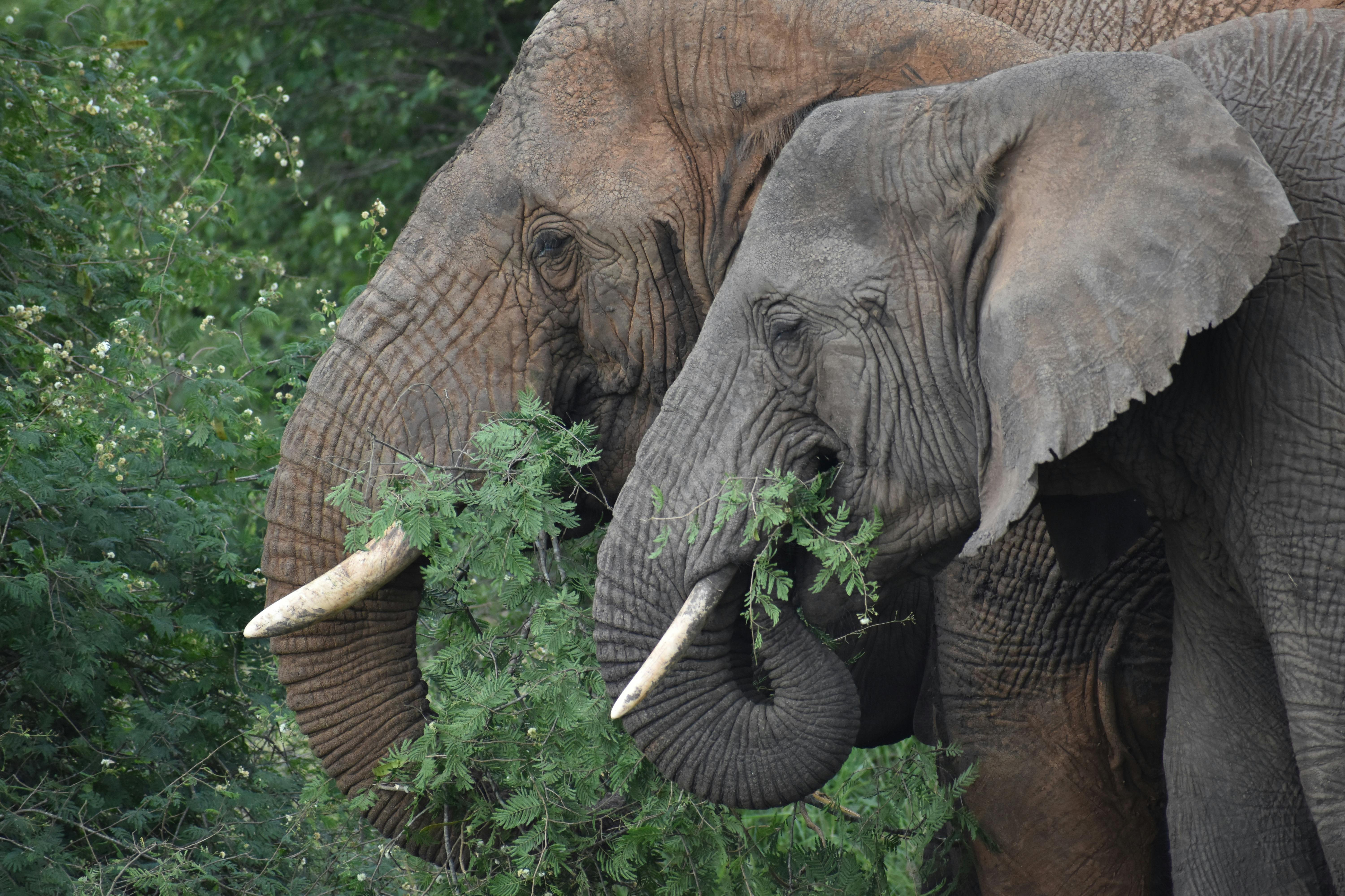 | Akagera National Park