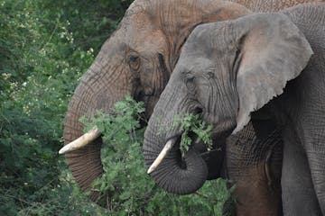 | Akagera National Park