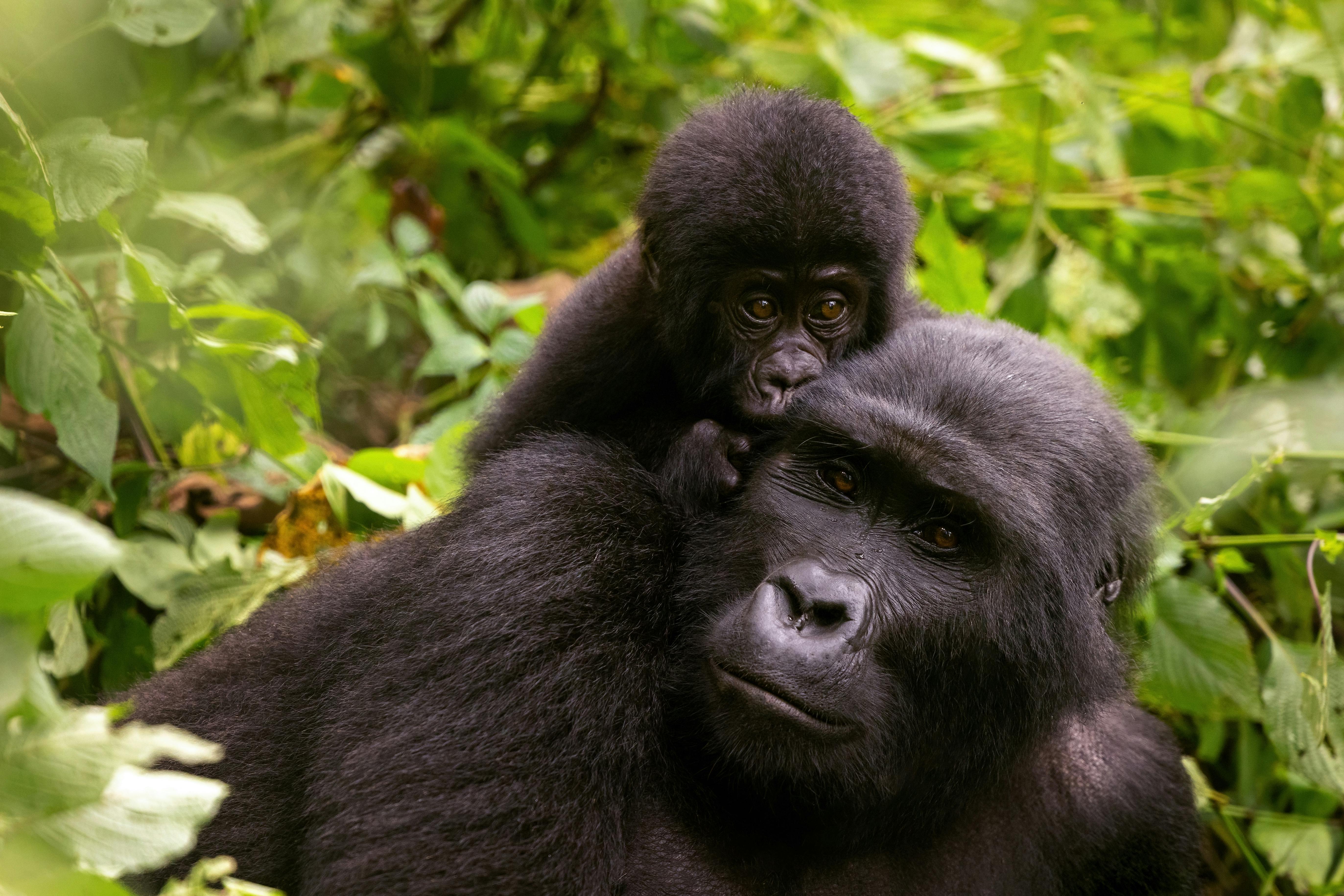 | Bwindi Impenetrable Forest National Park