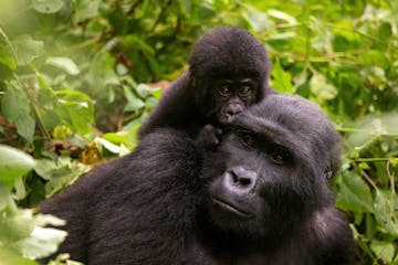| Bwindi Impenetrable Forest National Park