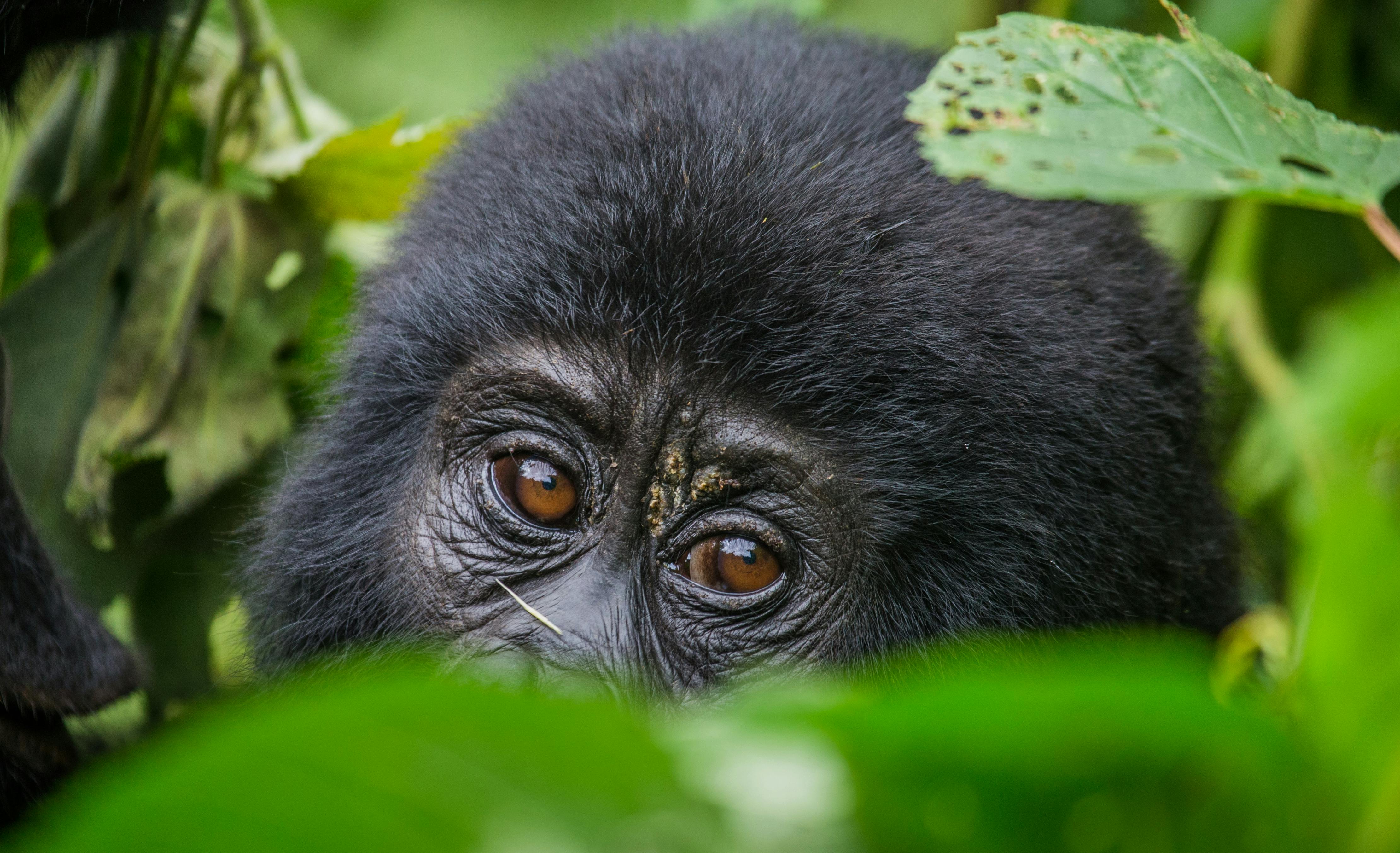 | Bwindi Impenetrable Forest National Park
