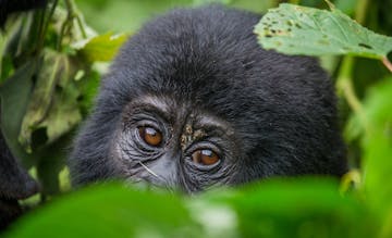| Bwindi Impenetrable Forest National Park