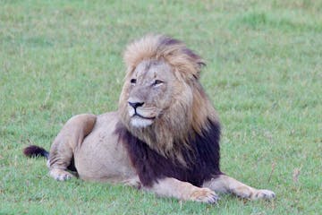 | Moremi Game Reserve