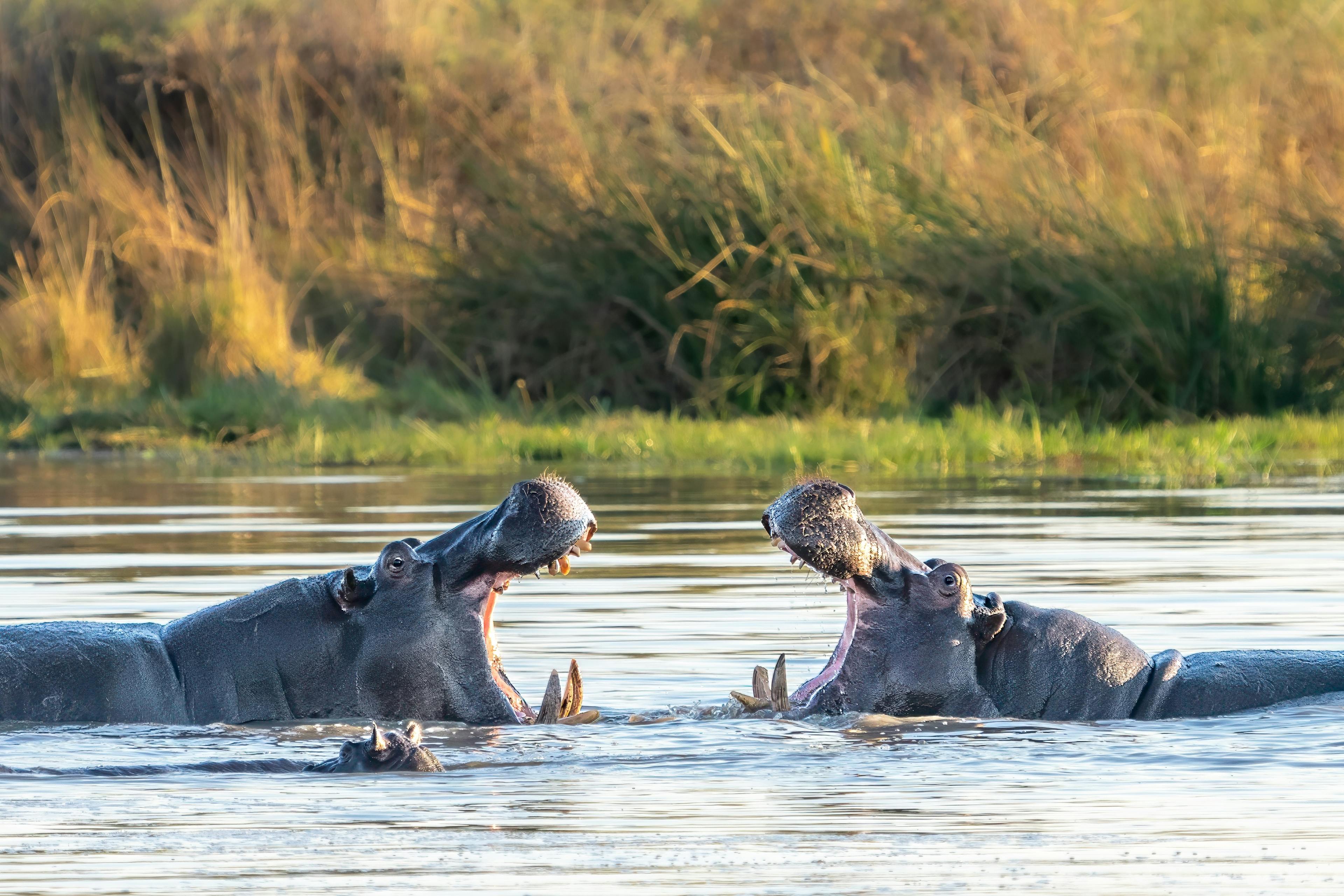 | Okavango Delta
