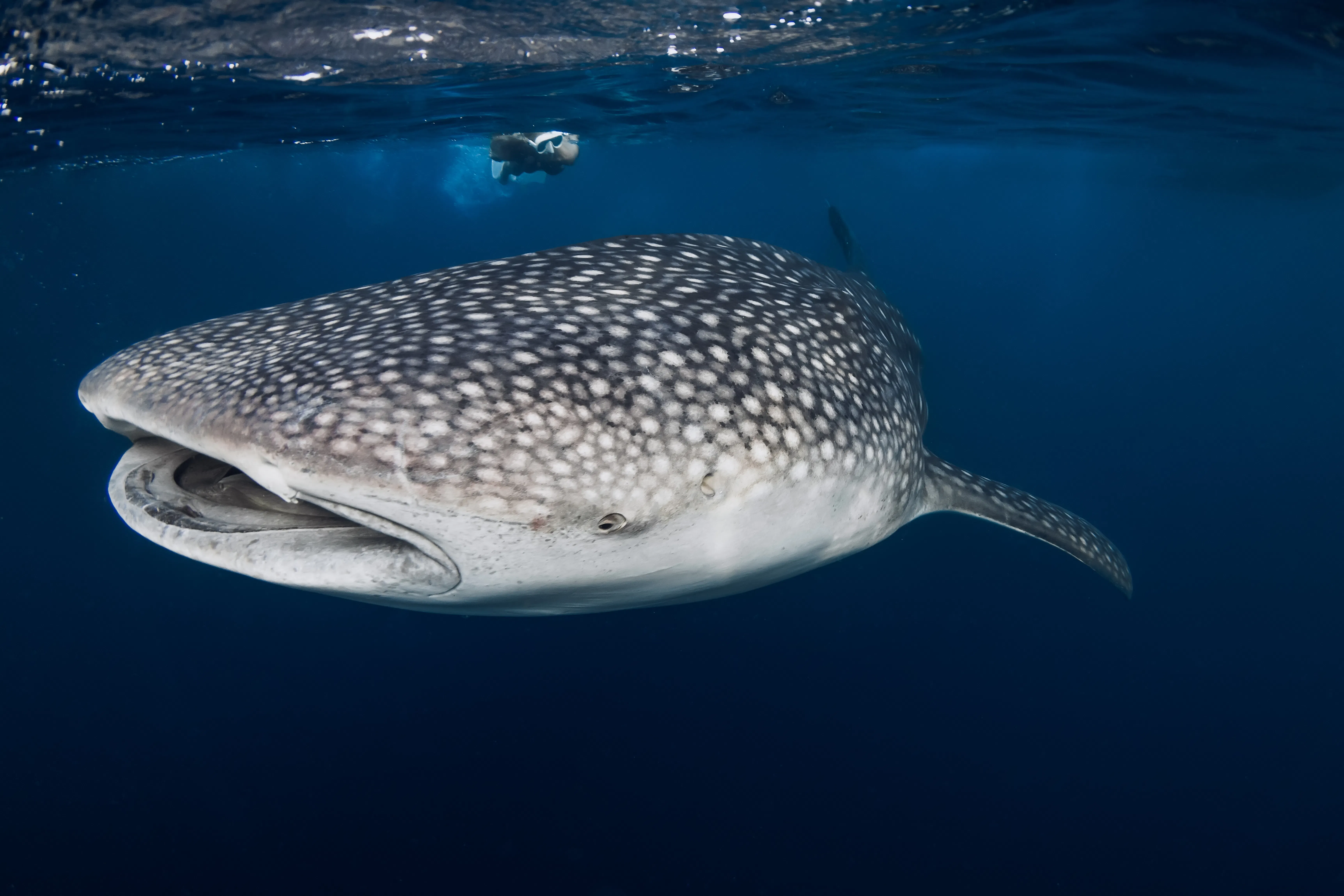 Whale Shark & Marine Turtles Excursion 2