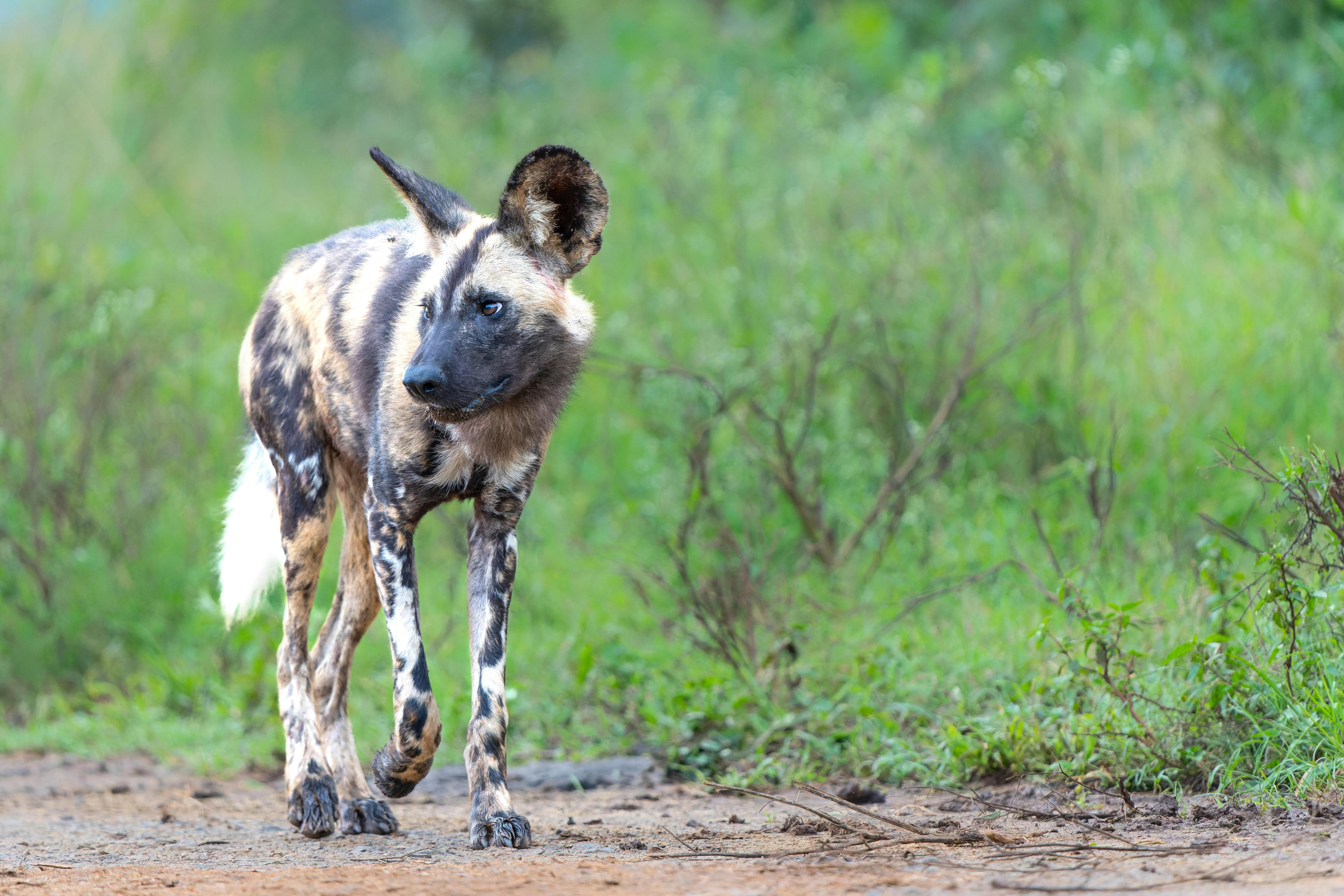 | Zululand & the Battlefields – Hluhluwe