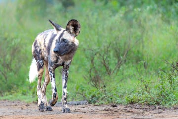 | Zululand & the Battlefields – Hluhluwe