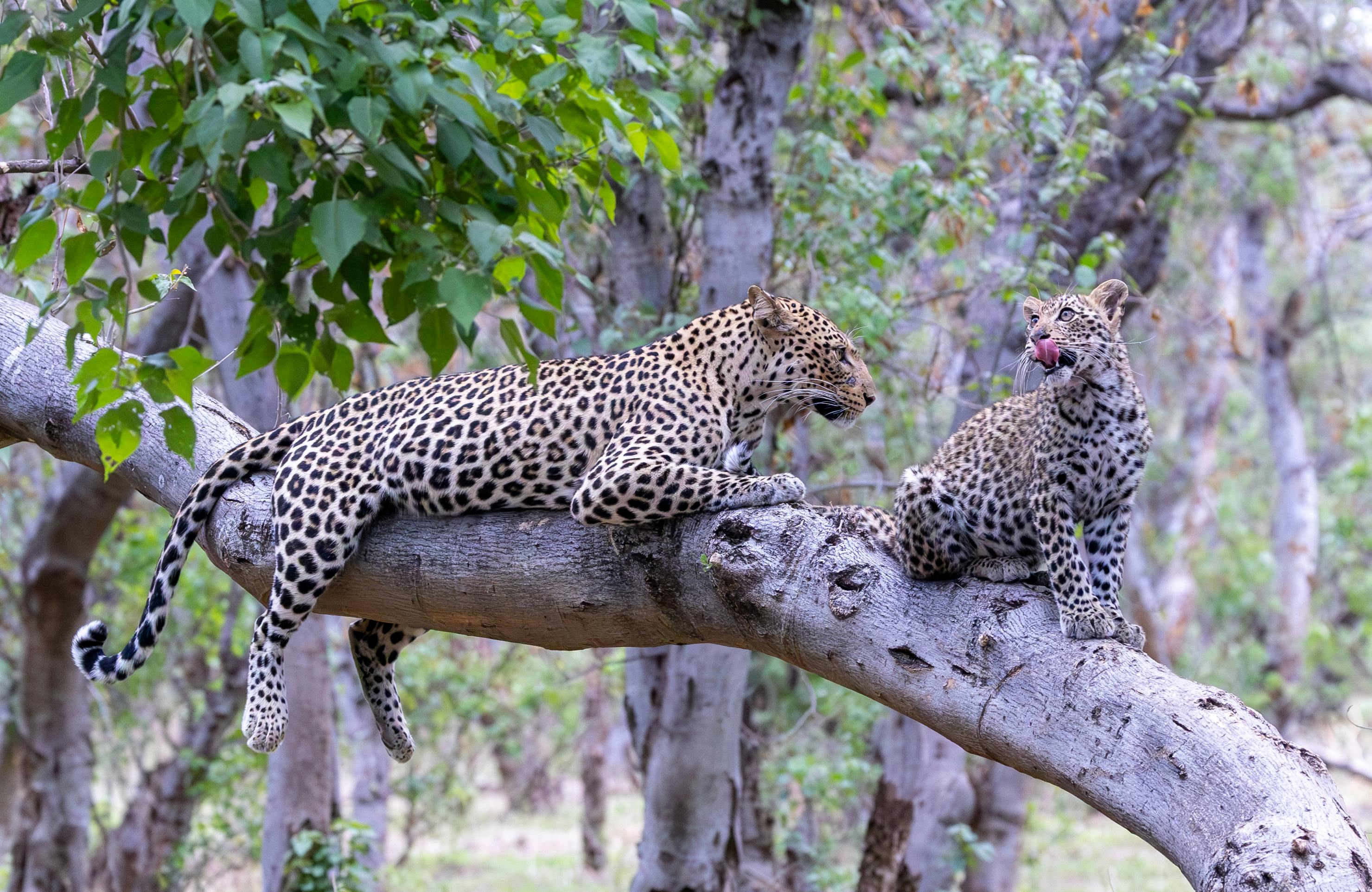 Wildlife Watching in South Africa with Mike Unwin