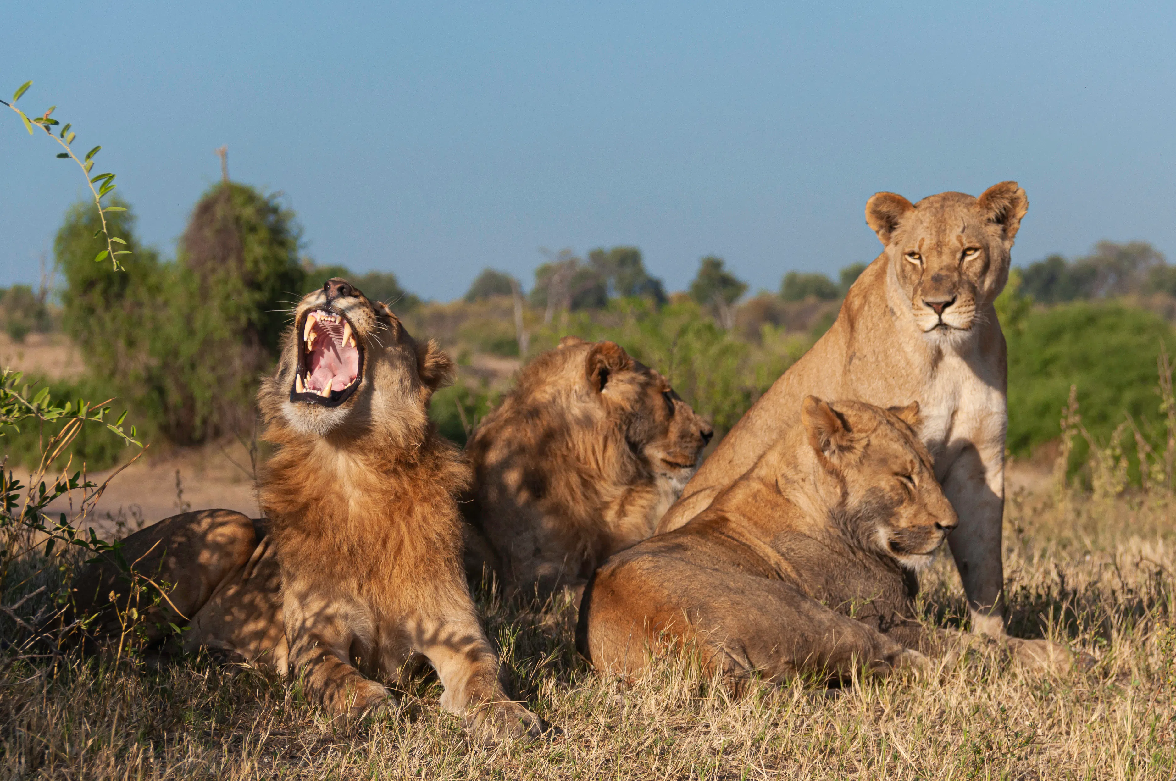 Travel Expert Q&A: Botswana