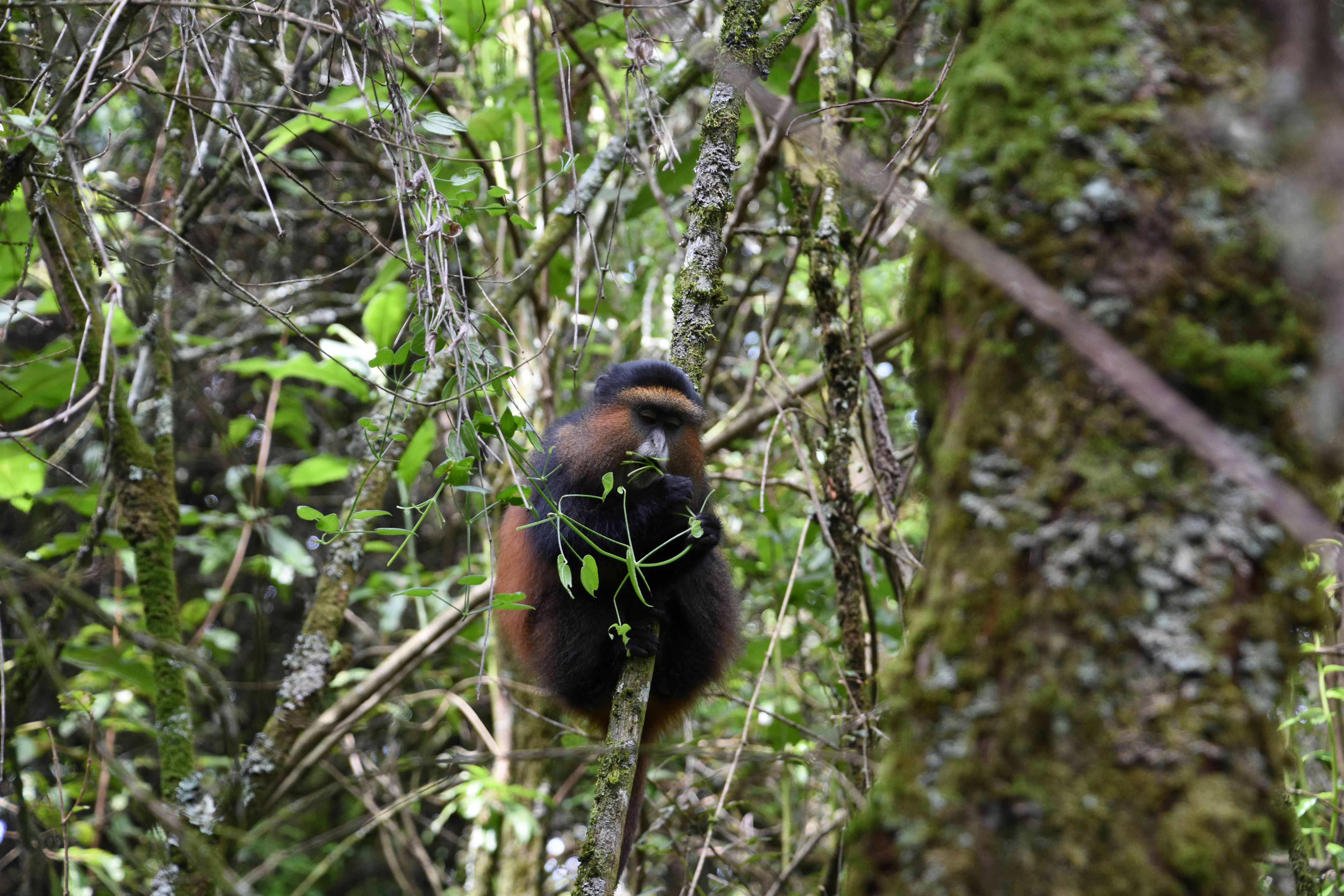 Parc National des Volcans - Optional second gorilla visit OR nature walk