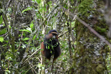 Parc National des Volcans - Optional second gorilla visit OR nature walk