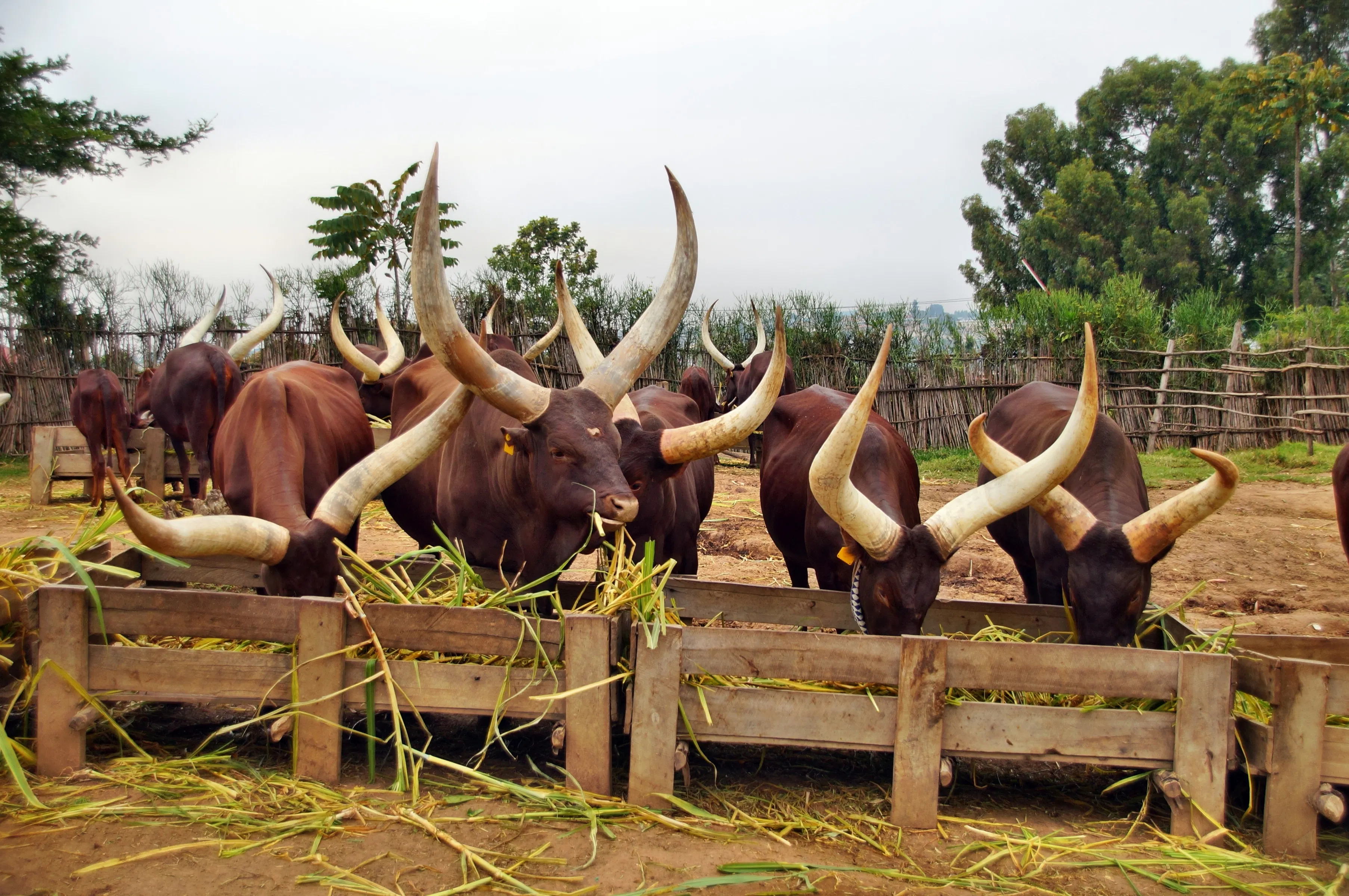 Road journey to Nyungwe National Park
