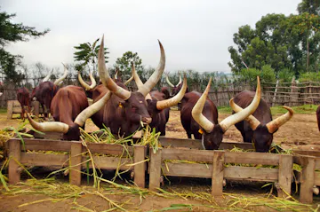 Road journey to Nyungwe National Park