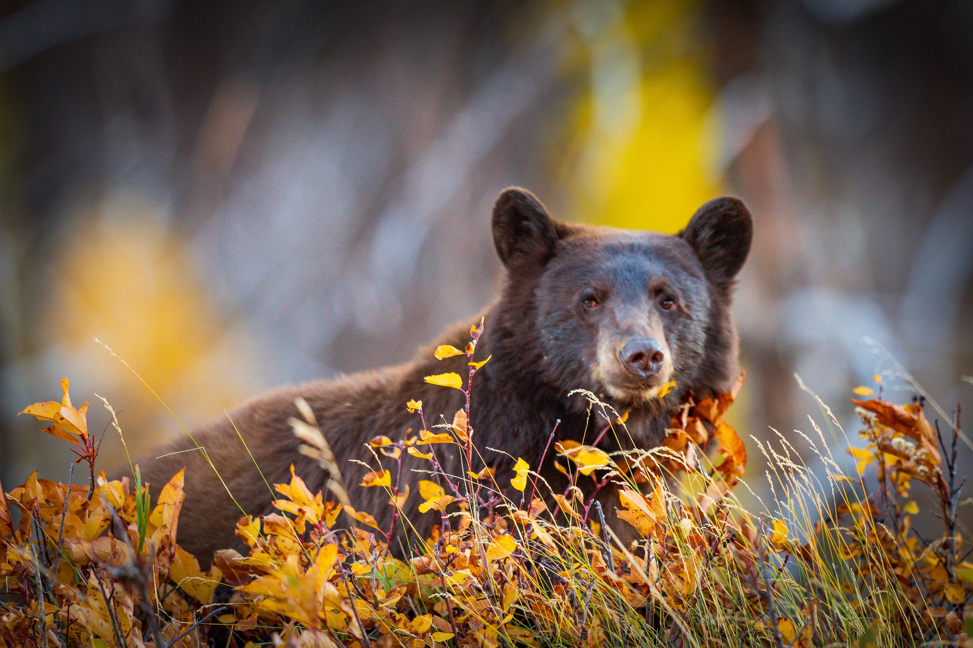 Canadian Wildlife: 10 Species to See & Where to Find Them