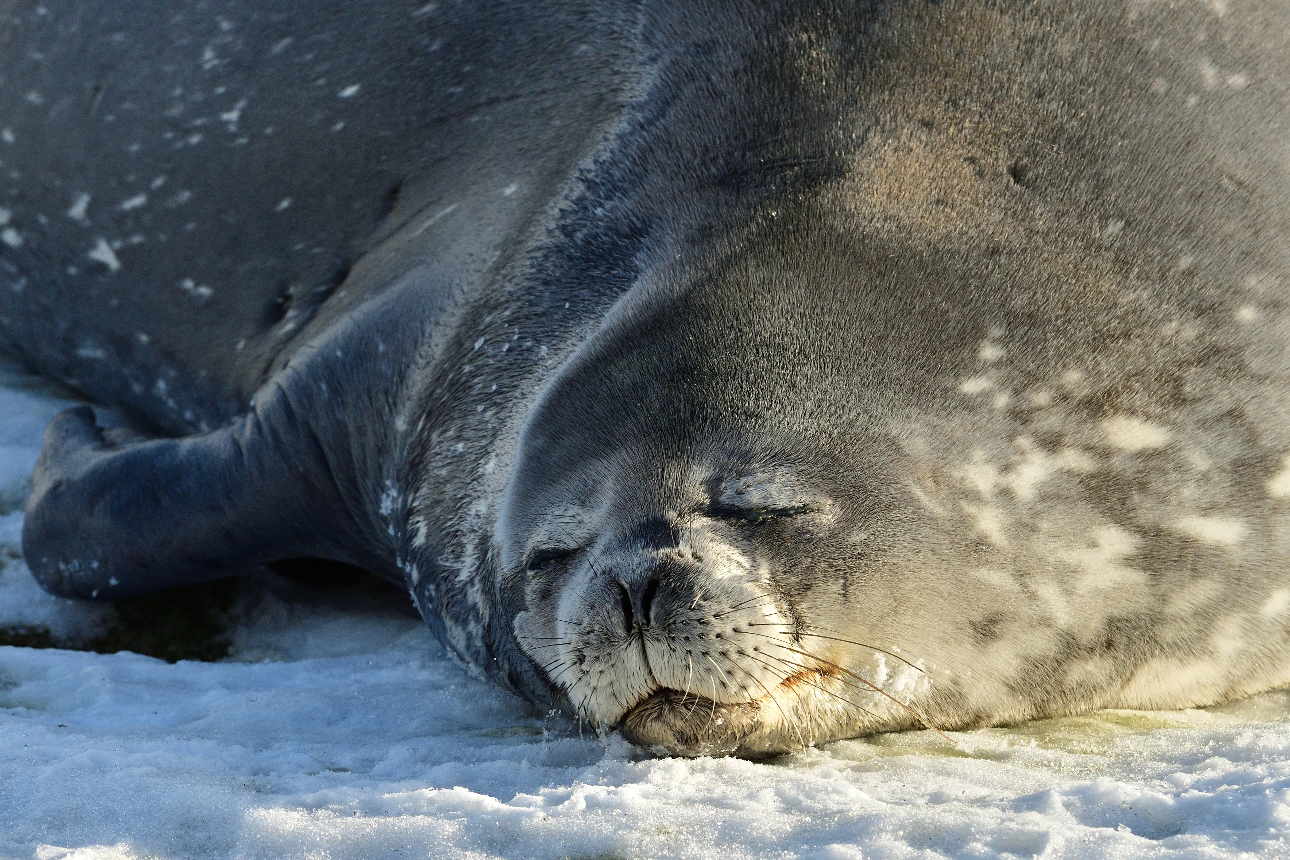 Antarctica Wildlife: What Could You See On An Expedition Cruise?