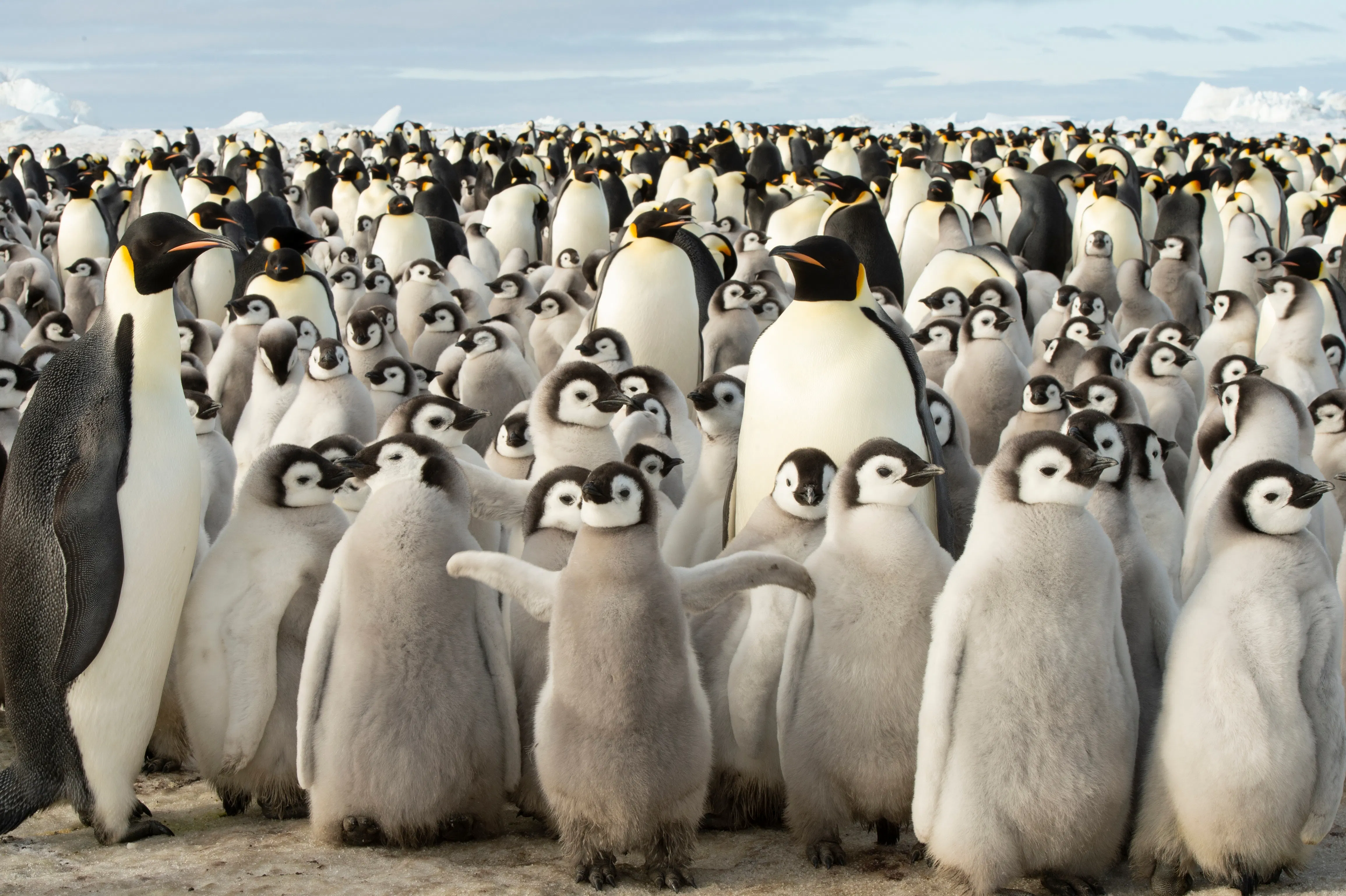 Types of Penguins in Antarctica & Where to See Them
