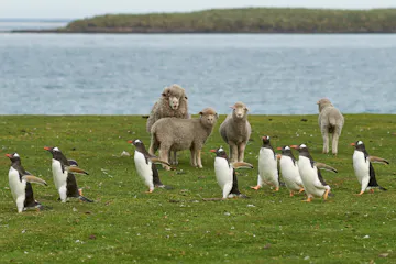 Fly Santiago - Falklands, Mount Pleasant