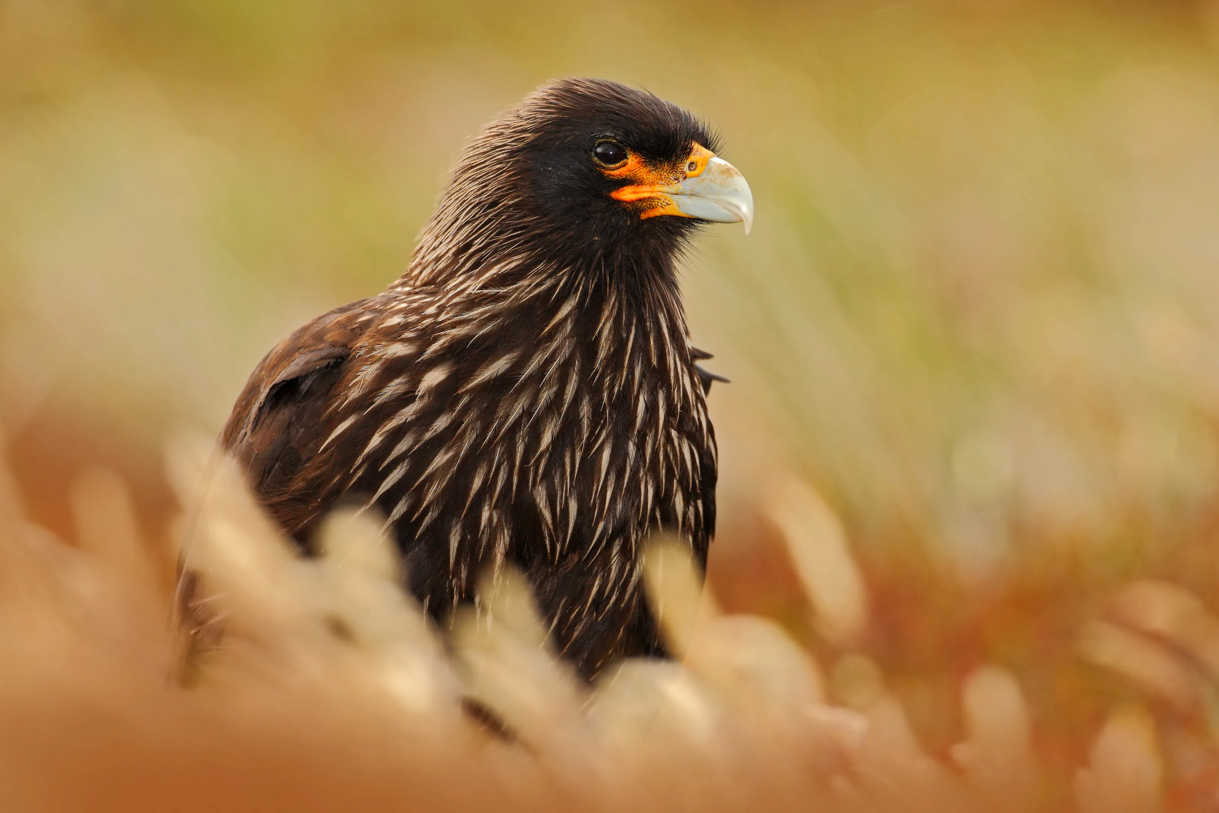 Falklands - Santiago - UK