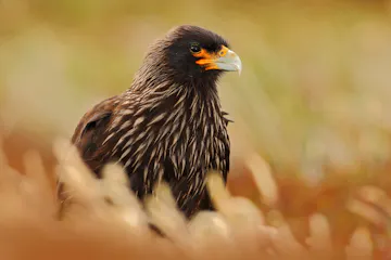 Falklands - Santiago - UK