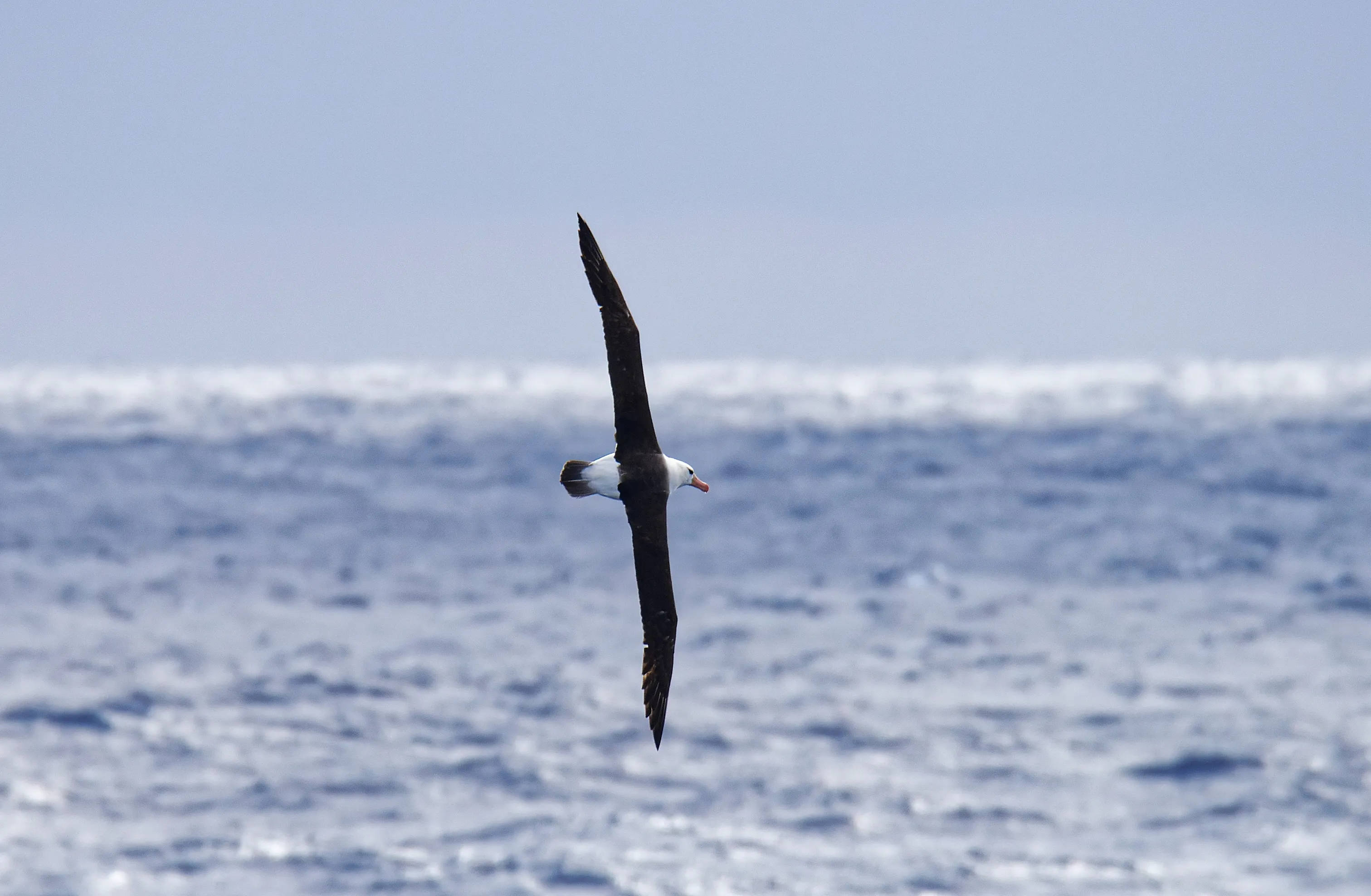 Crossing the Drake Passage