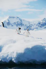 Antarctic Peninsula and Antarctic Circle