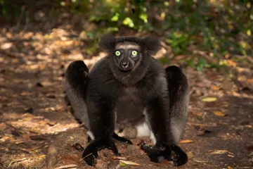 | Antananarivo - Andasibe-Mantadia National Park