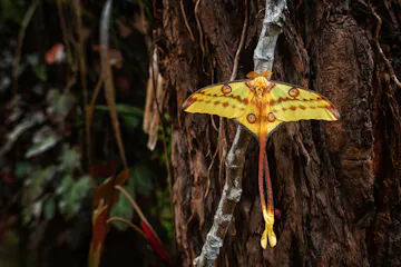 | Andasibe-Mantadia National Park & Mitsinjo Community Forest