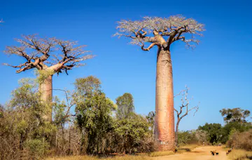 | Antananarivo - Morondava