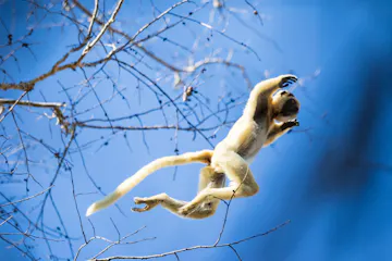 | Morondava - Kirindy Forest