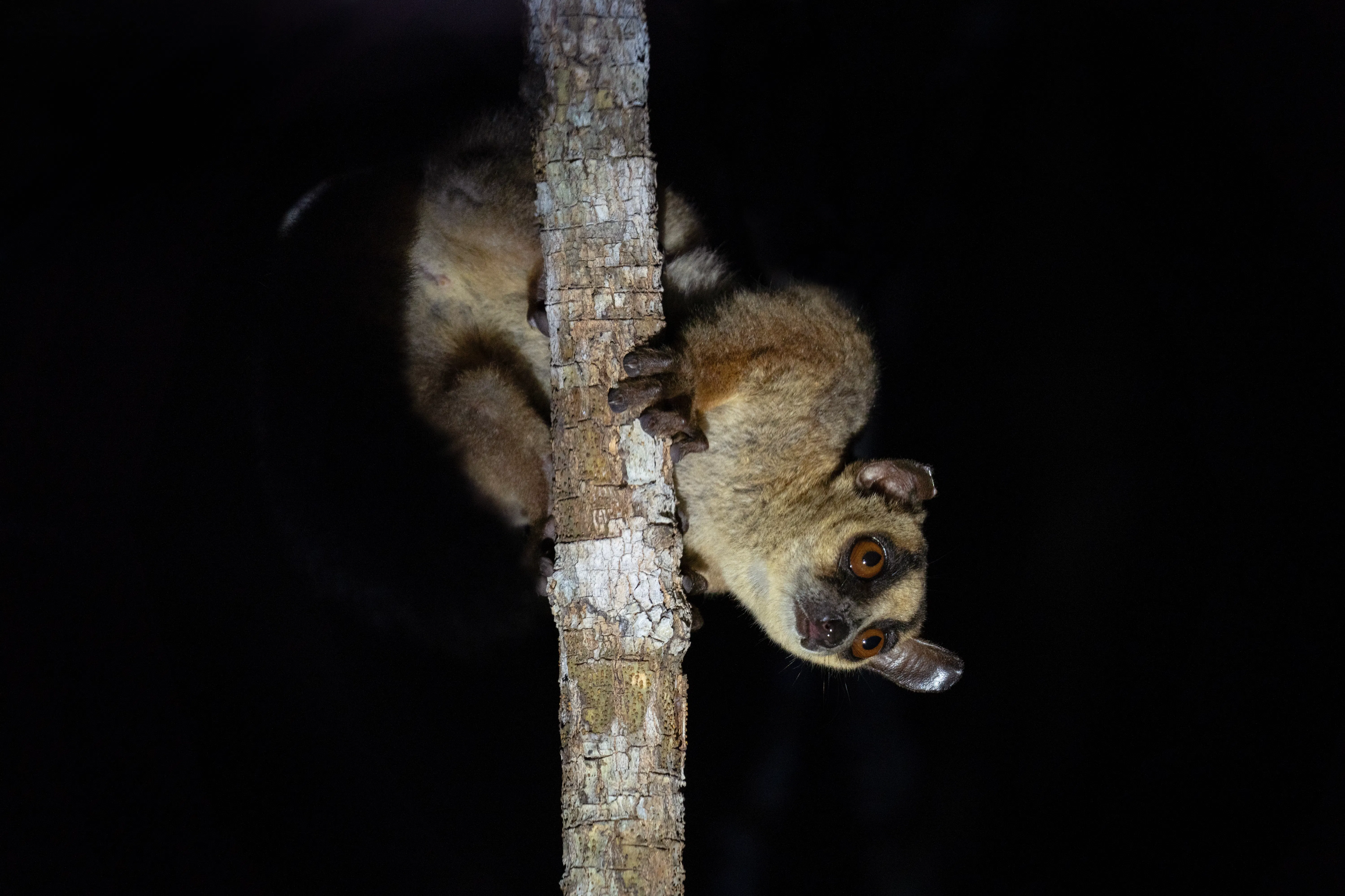| Tsingy de Bemaraha National Park - Kirindy Forest