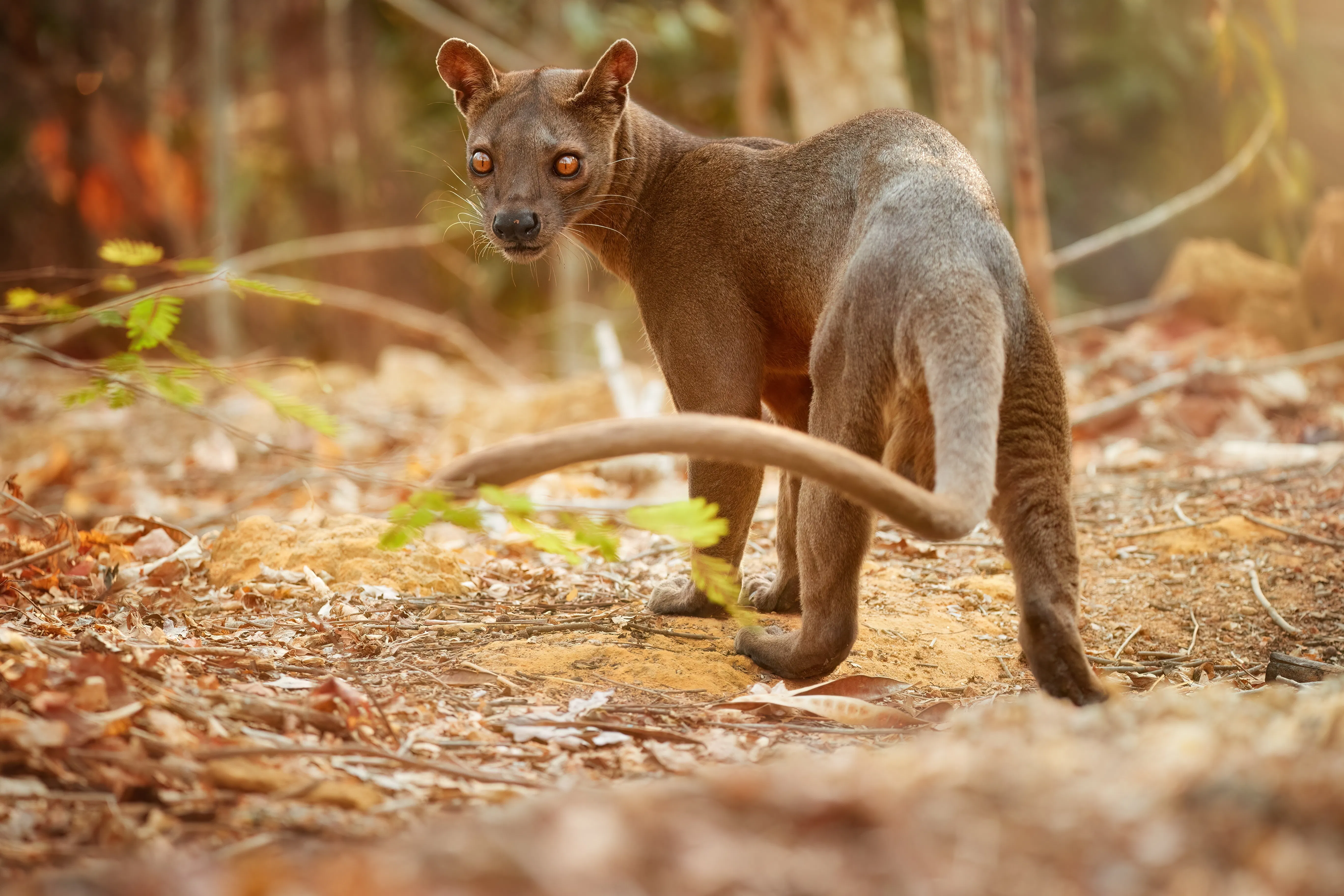 | Kirindy Forest - Morondava