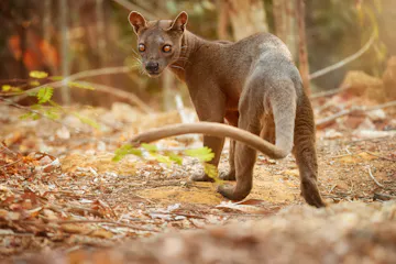 | Kirindy Forest - Morondava