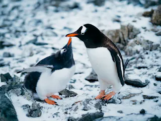 | Antarctic Peninsula & South Shetland Islands