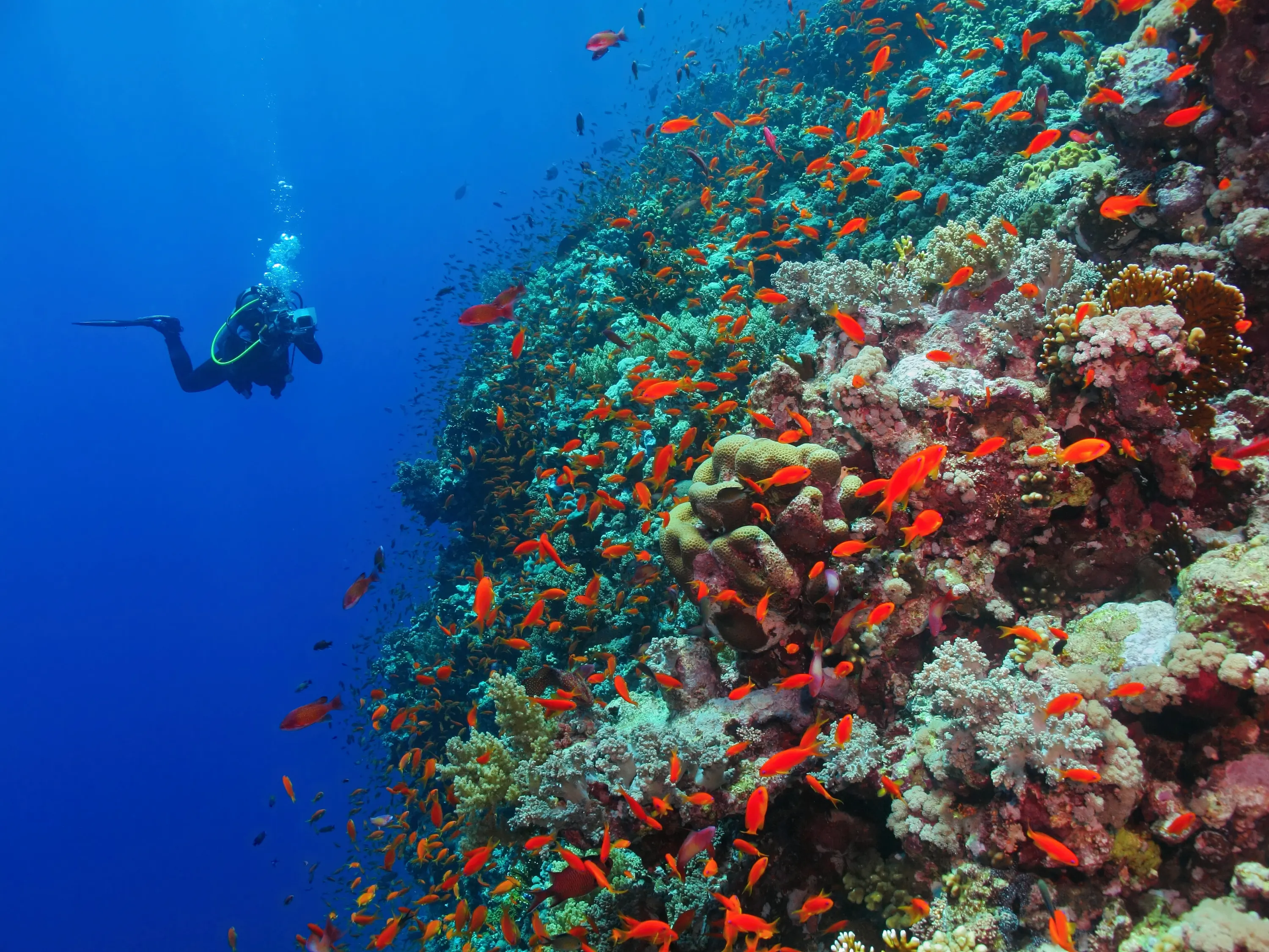 Scuba Diving in Mauritius