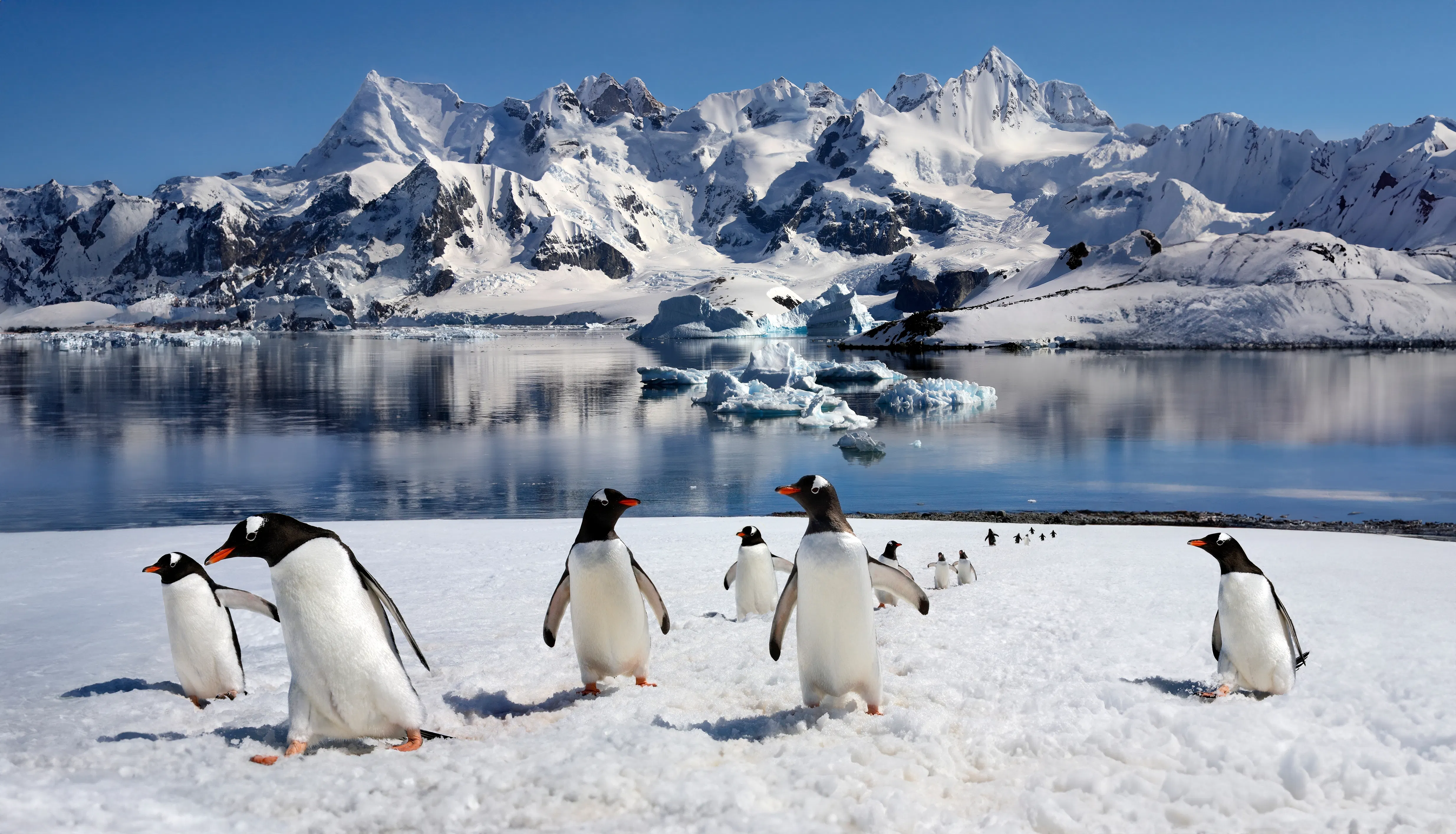Antarctic Peninsula