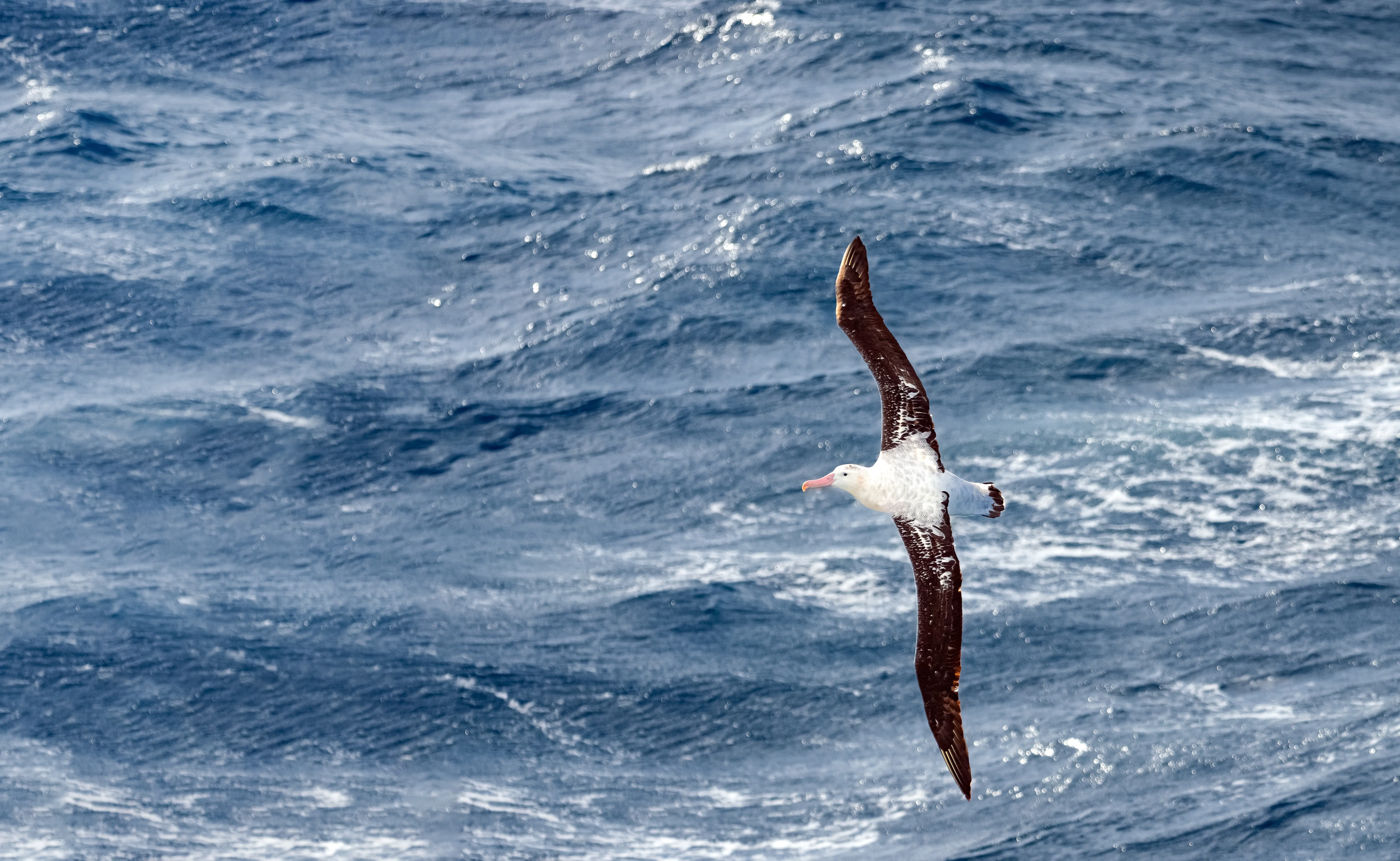 Drake Passage