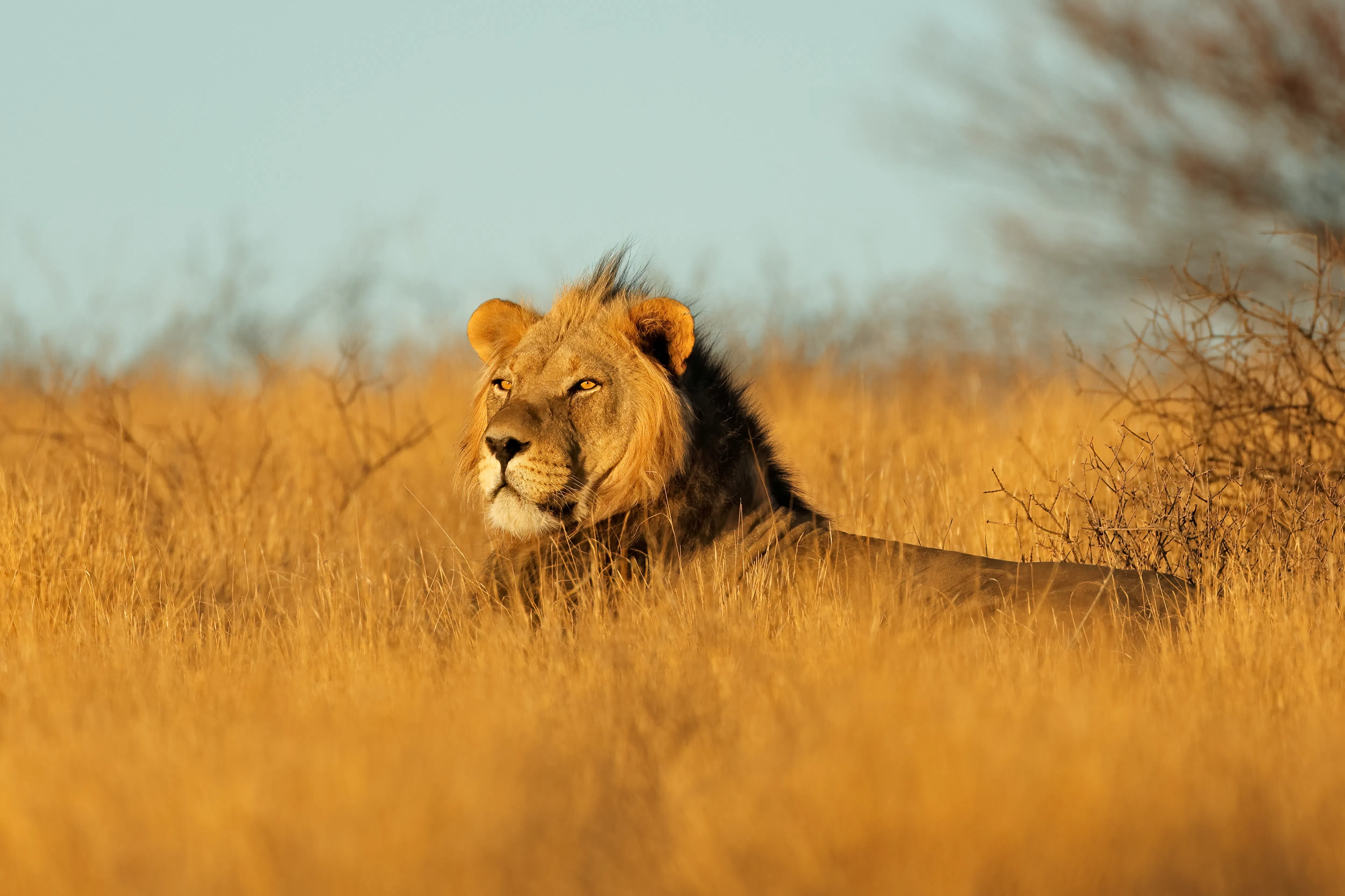 Where to See Big Cats in Africa: Top 10 Safari Destinations