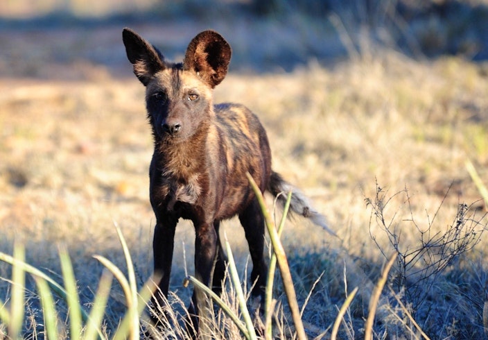 Wild Dog, Karisia Classic Walking Camp, Laikipia, Kenya